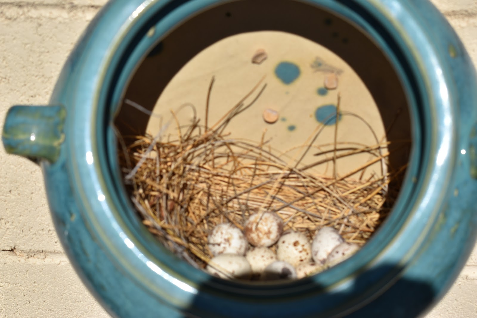 Fountain Hills Photos "Out & About" Quail Photos