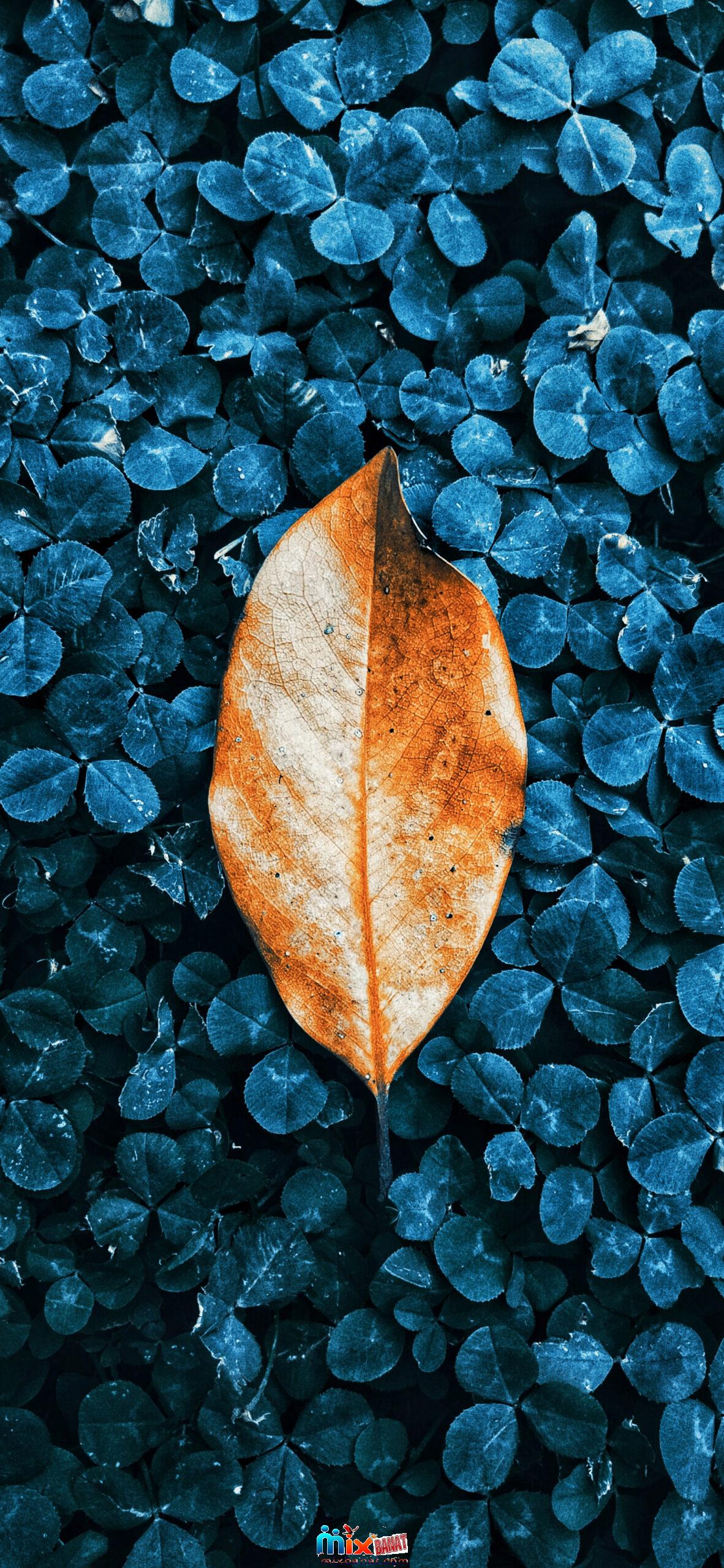 صور خلفيات 2021 صور خلفيات hd احمل صور خلفيات اجمل صور