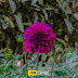 Ashoknagar M. Park Flowers - 2