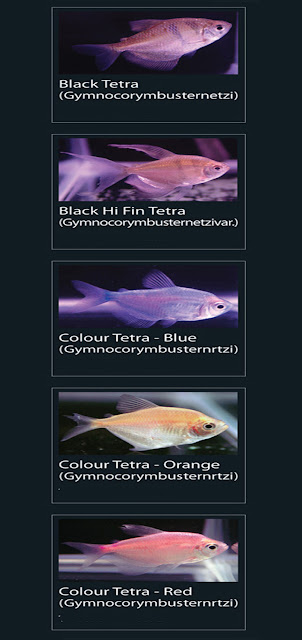 35. Colour Tetra blue  Nama Latin Gymnocorym busternrtz 36. Colour Tetra orange Nama Latin Gymnocorym busternrtz  37. Colour tetra red  Nama Latin Gymnocorym busternrtz 33. Black Tetra  Nama Latin Gymnocorym busternetzi  34. Black hi fin tetra  Nama LAtin Gymnocorym busternetzivar