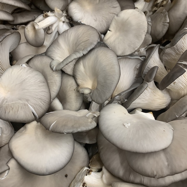 Mushroom Training | Mushroom Workshops | Mushroom Farming
