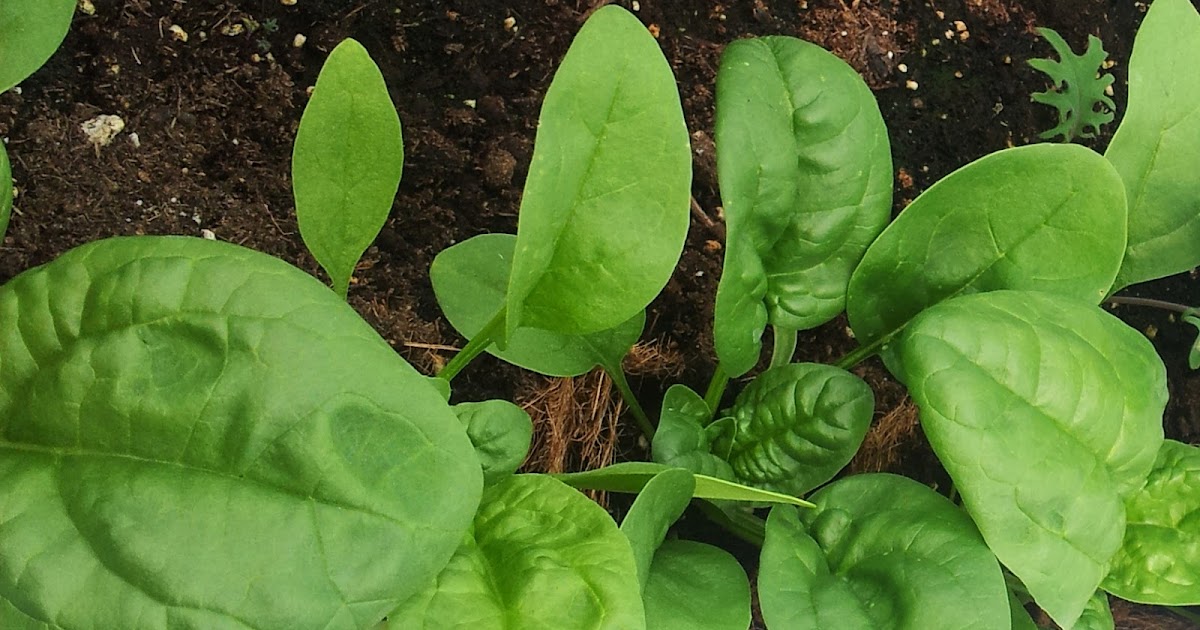 Adventures in Self-Sufficiency: How to Grow Spinach