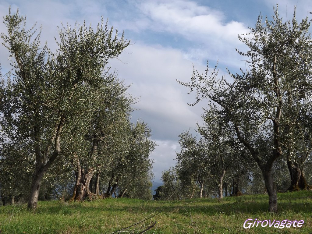 uliveti Fattoria Lavacchio Pontassieve