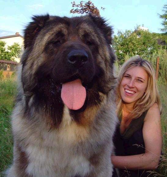 Year Female Caucasian Dog Caucasian Mountain Shepherd 2025