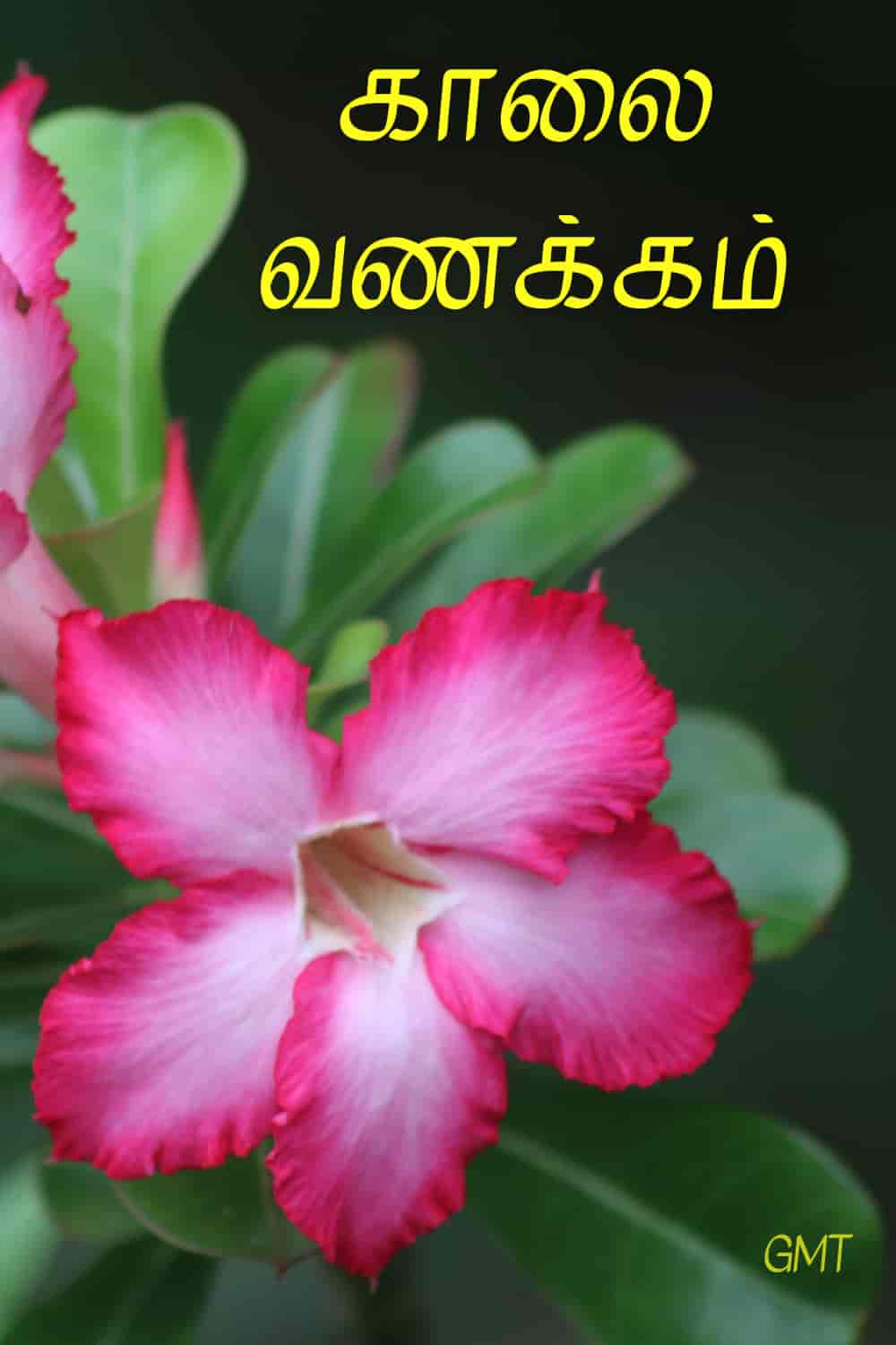 20+ good morning images in tamil | காலை வணக்கம் ...