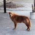 SAIBA POR QUE, MESMO ABANDONADOS, CÃES ESPERAM OS DONOS