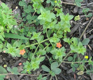 scarlet pimpernel weed in tomato crop field