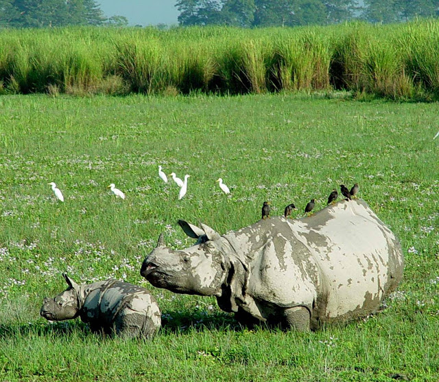 Kaziranga National Park Assam