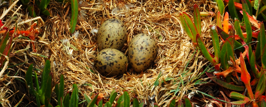 Baby Birds Can Communicate With One Another From Inside Unhatched Eggs