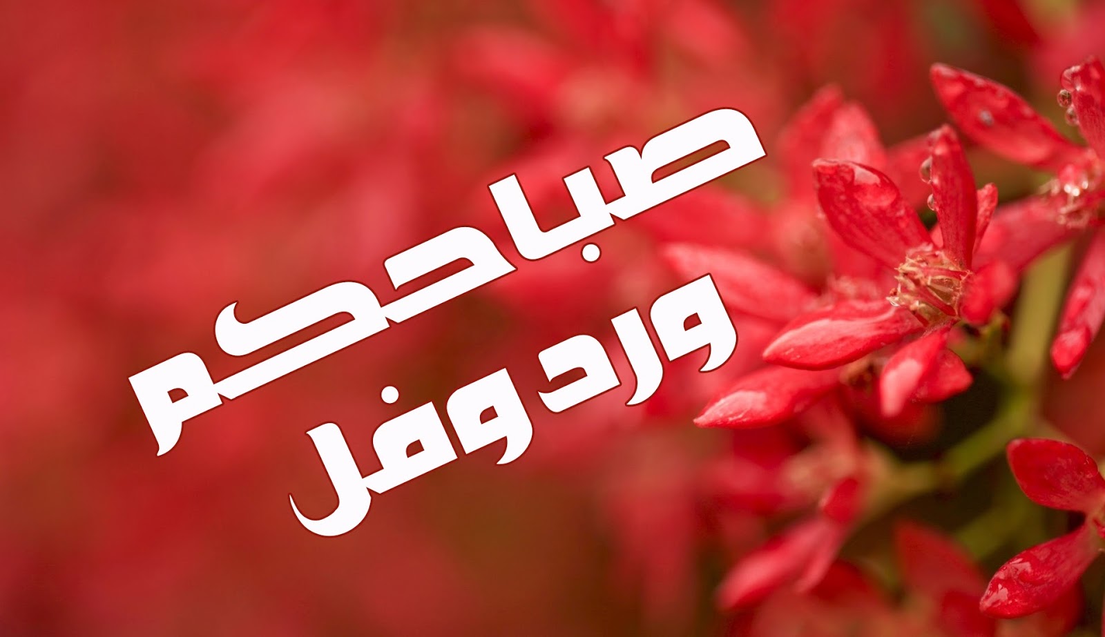 بوستات عن الصباح مكتوب عليها صور كلام صباح الخير حبيبي للواتس اب