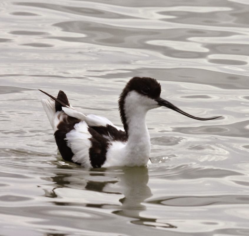 Avoceta (Recurvirostra avosetta)