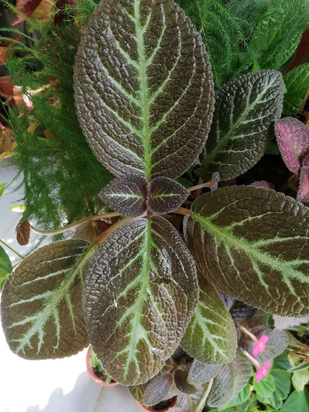 Garden Chronicles : Episcia Collection - Adam's Rib