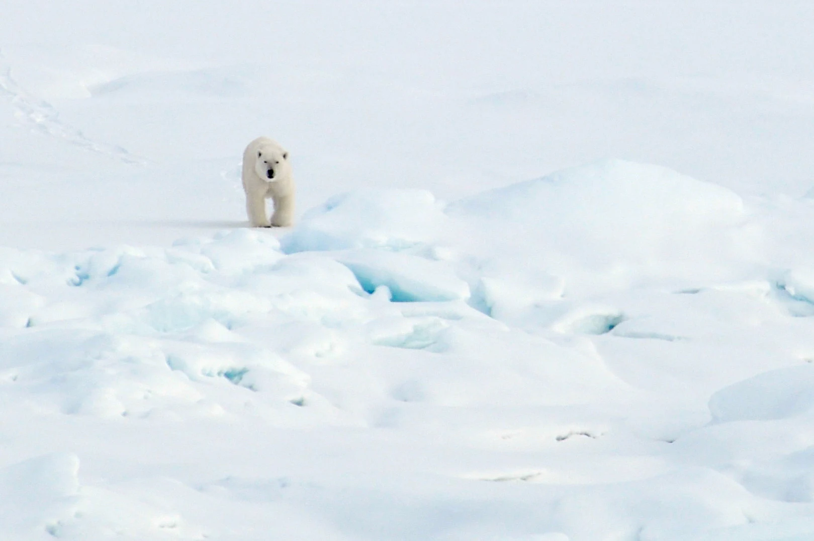北極の氷の上を歩く北極熊