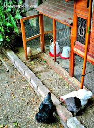 coop chicken tiny tour chickens plans