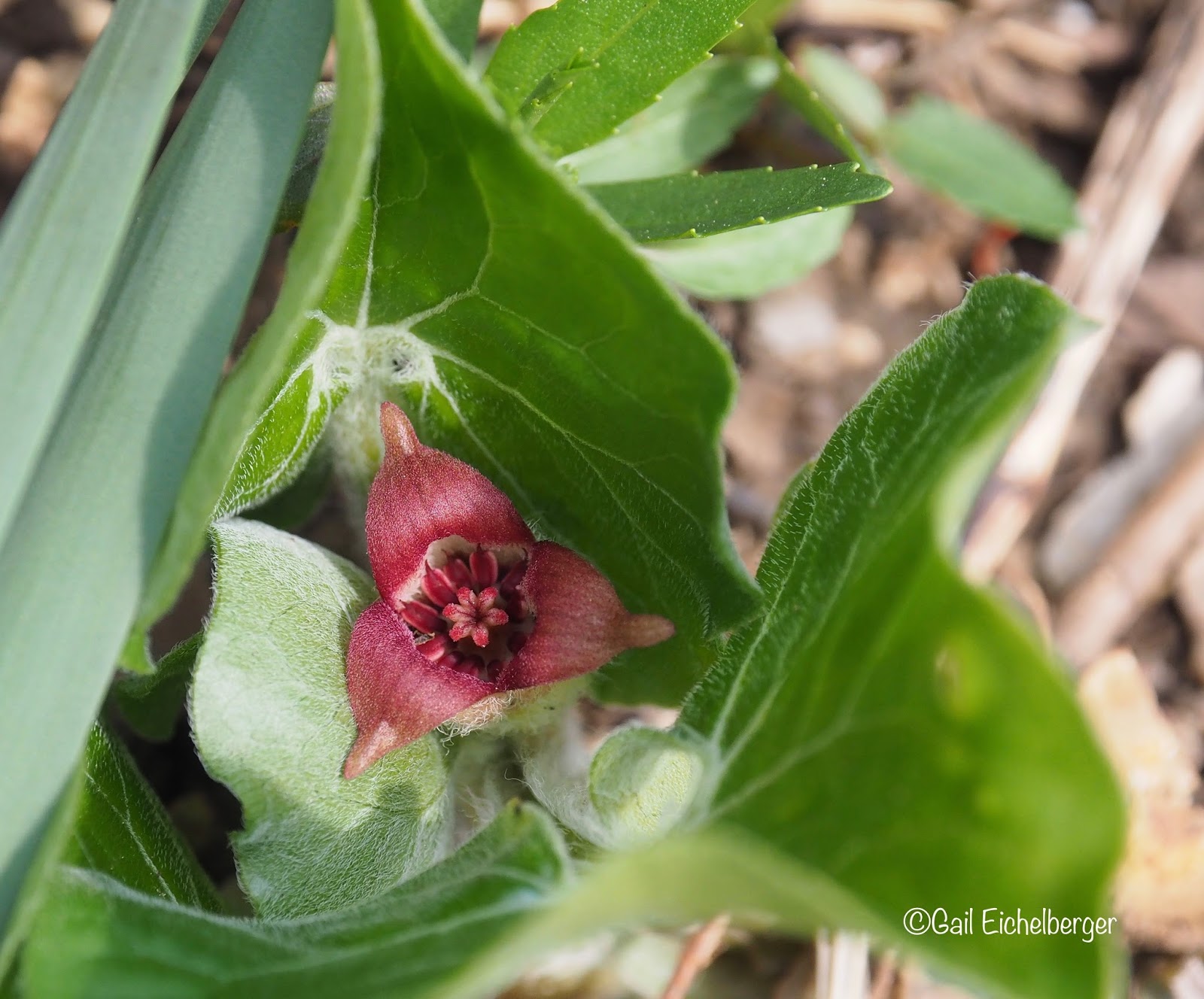 Witch Alders Fothergilla Rotary Botanical Gardens