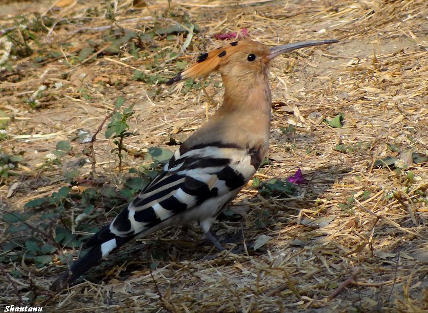 Indian Birds Photography (delhibirdpix) Eurasian Hoopoe pics