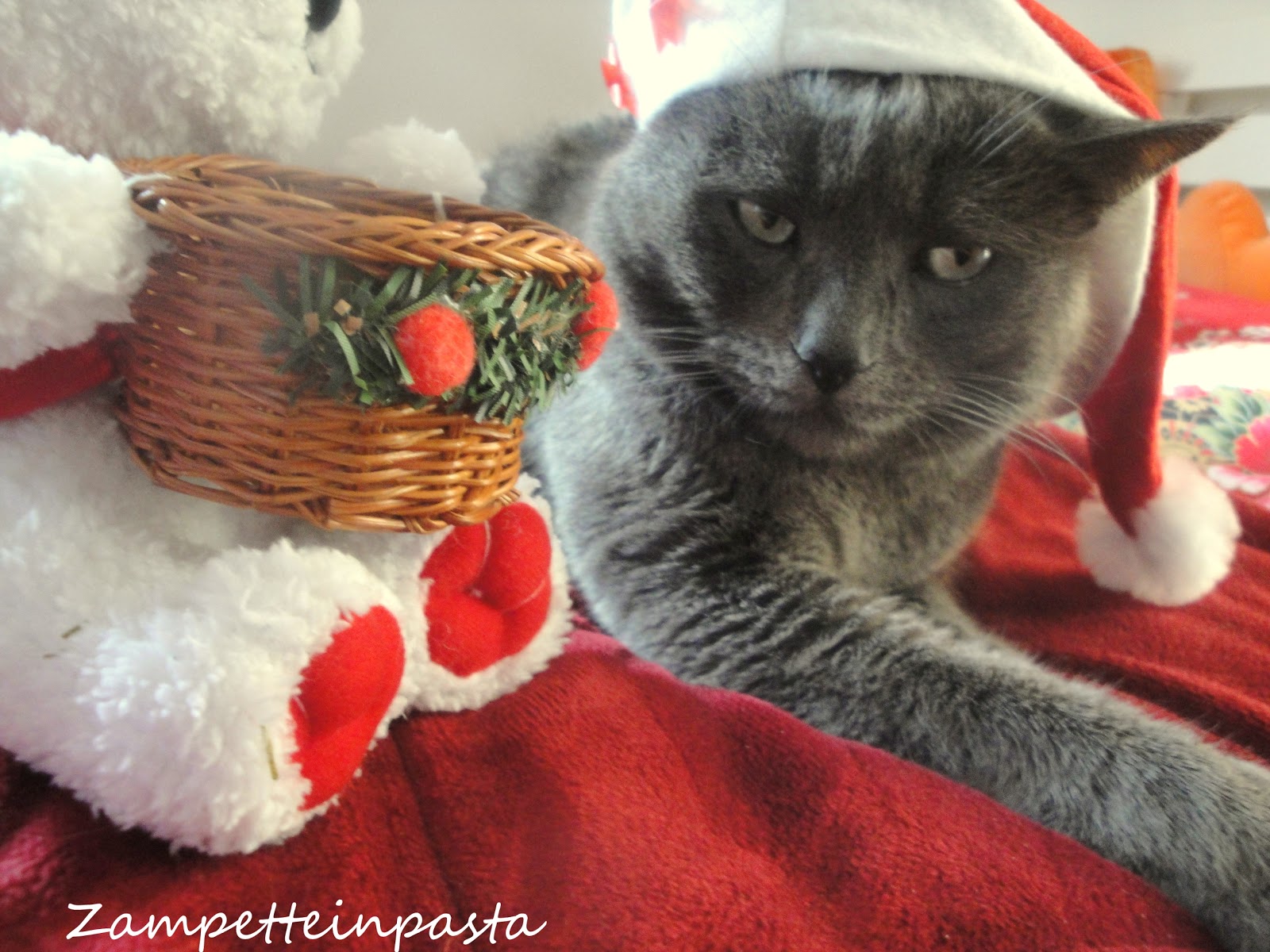 AUGURI DI BUON NATALE | ZAMPETTE IN PASTA