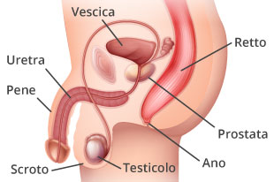 calcoli nella prostata inoltre nella vescica dance club