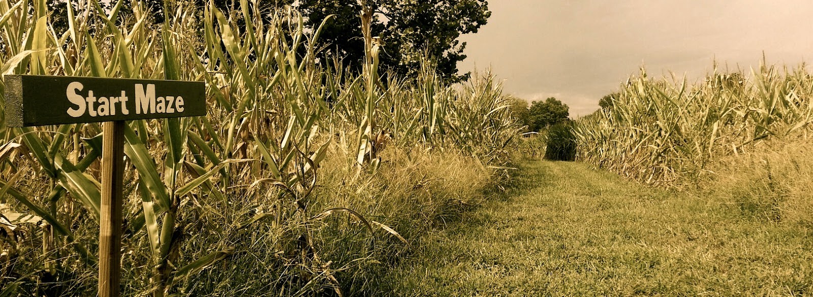 Corn maze near me image