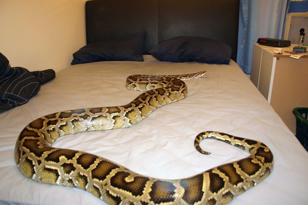 python sleep python sleep
