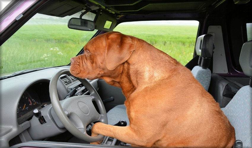 Today's Pet Tips for Traveling with Dogs in Cars
