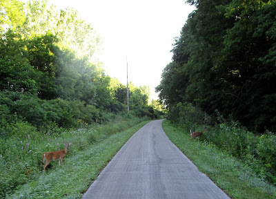Deer on trail