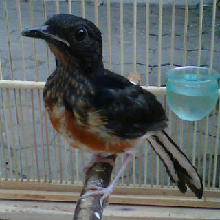Harga Burung Anakan Murai Batu Medan Super Terbaru 2019 Abang Murai