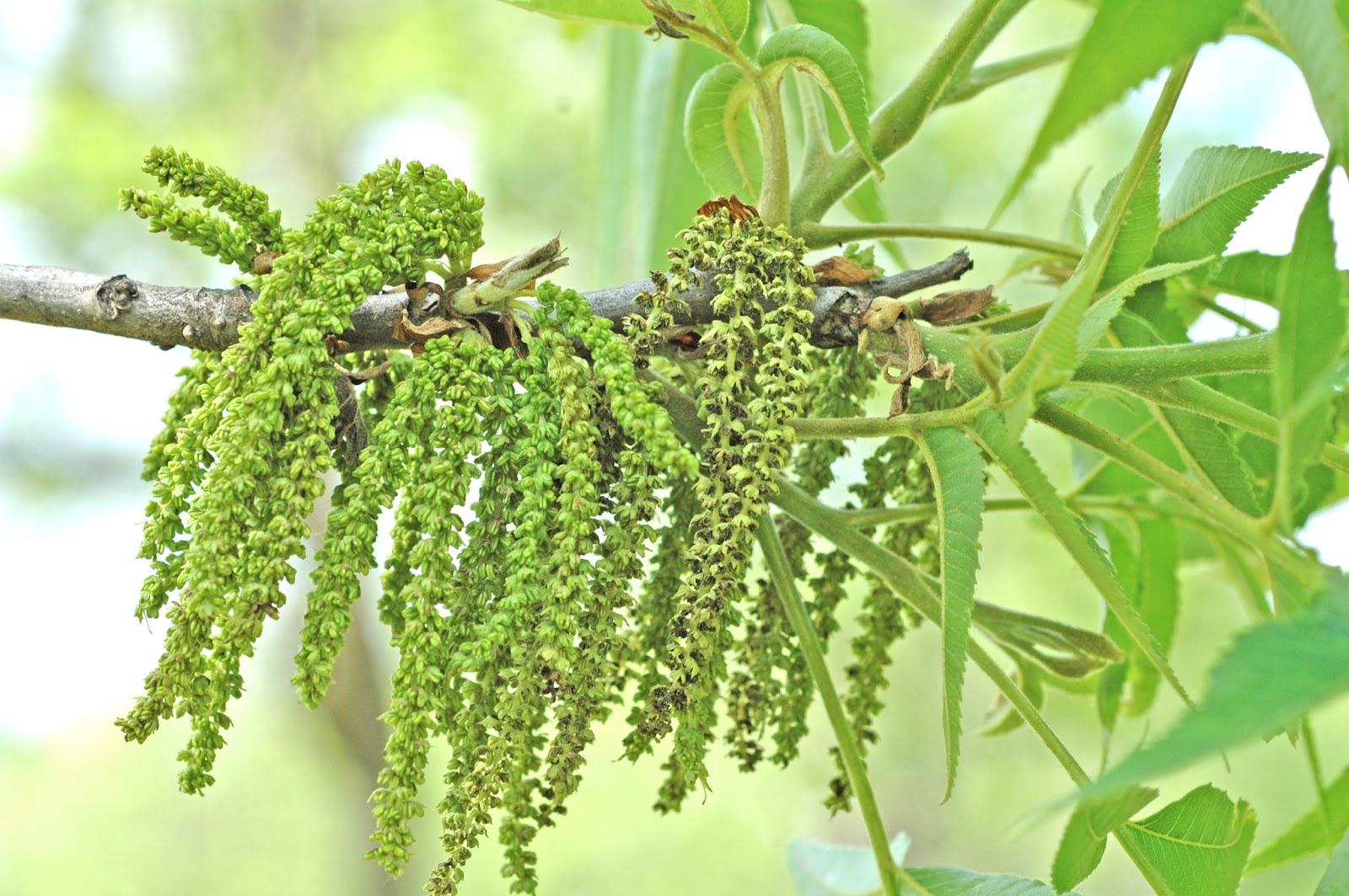 Northern Pecans May 2013