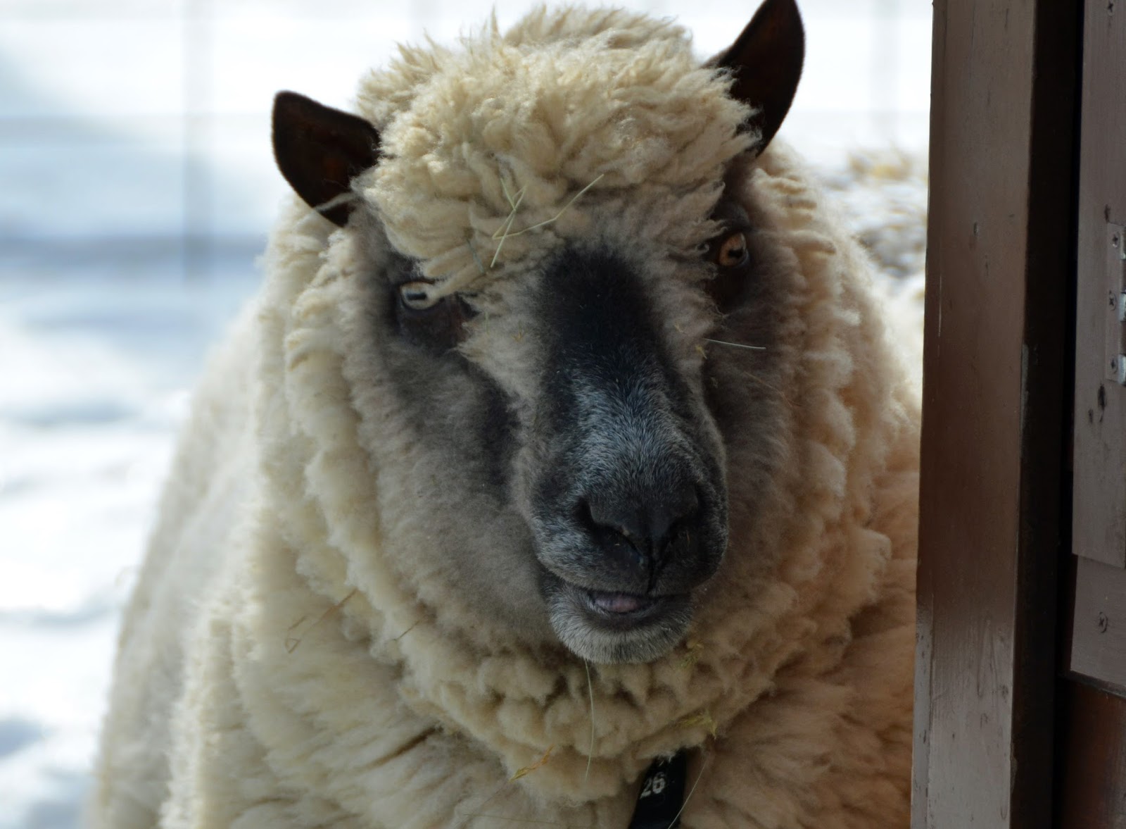 Butterscotch Farm Breed Profile 5 Clun Forest Sheep