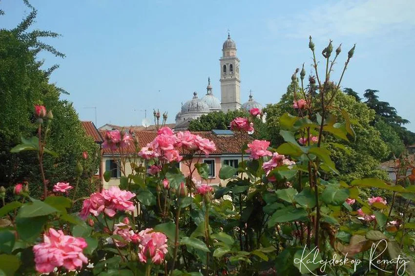 Ogród różany w Padwie