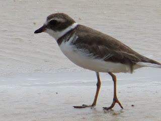 Image of a Semipalmated Plover
