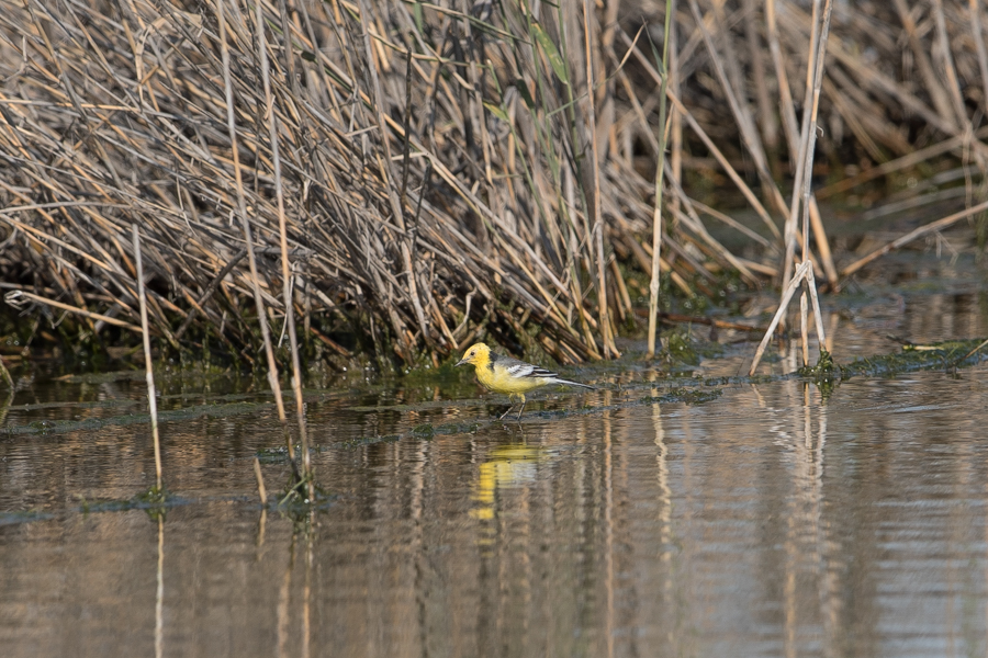Last wintering species still around – Khafra Marsh Citrine Wagtail