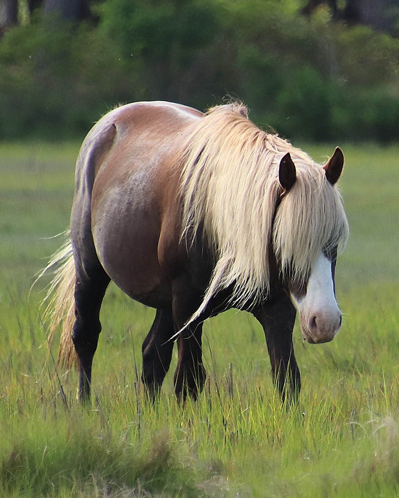Horse Names Chincoteague Ponies