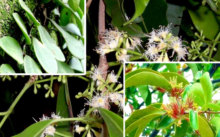 Kegunaan Benalu Mengobati Kanker Atau Tumor Campak Dan Amandel Media Pendidikan