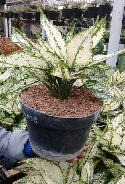 Aglonema Aglonema