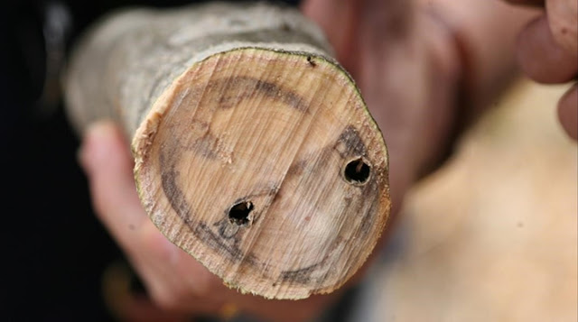 olivo afectado por la Xylella