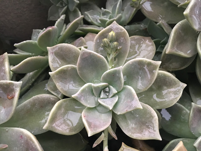 Planta-Fantasma (Graptopetalum paraguayense)