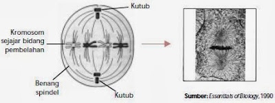 Tahap metafase Tahap metafase