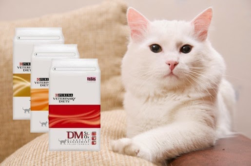 Nowe karmy weterynaryjne dla kotów w naszym sklepie – Purina Veterinary Diets