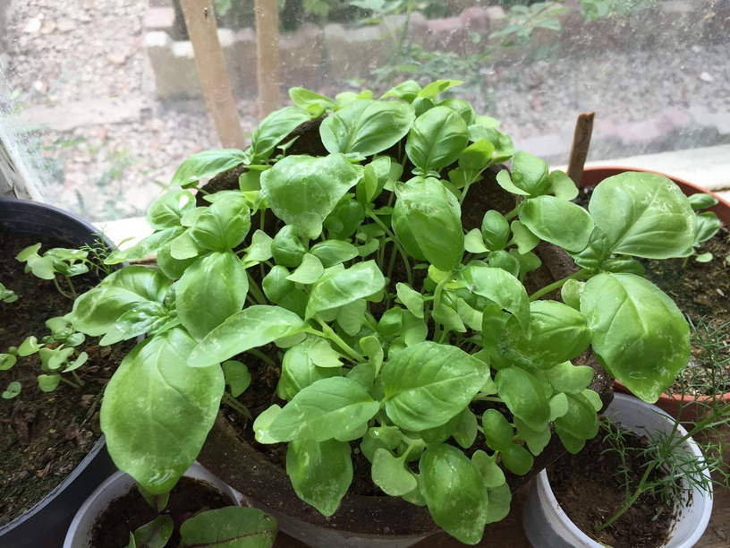 How to Transplant Basil Seedlings