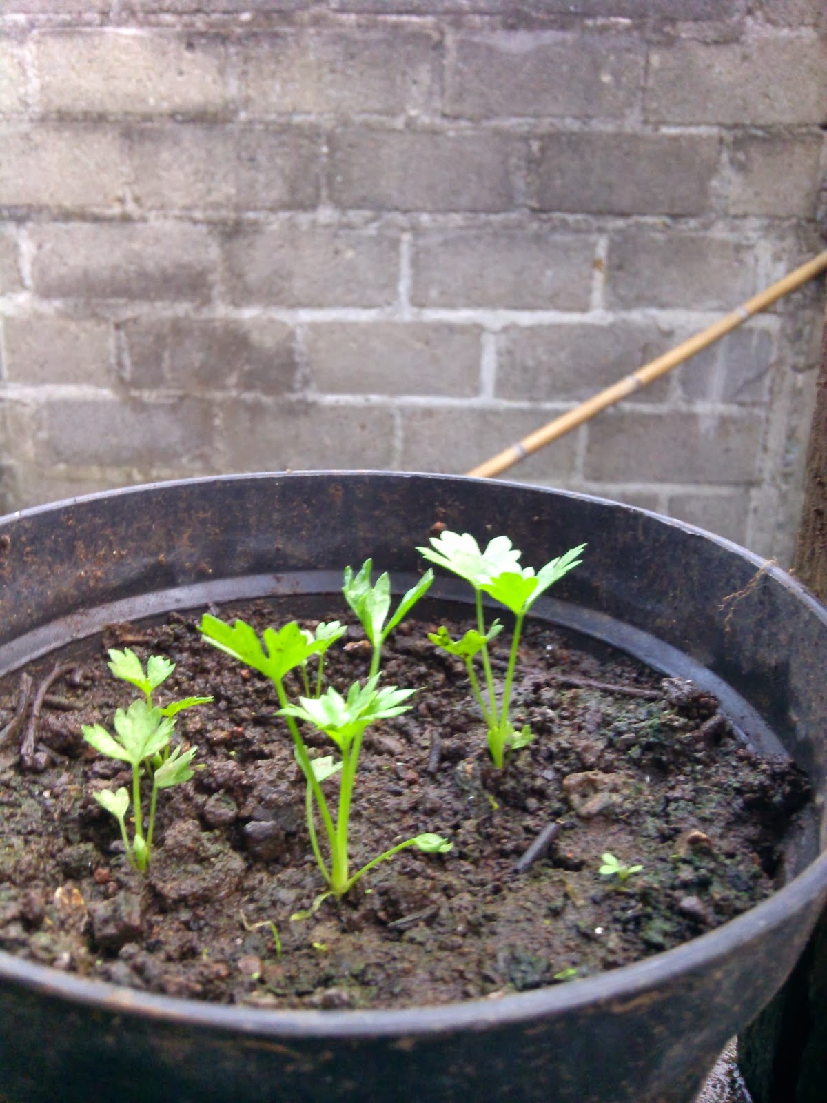 ASYIKNYA BERKEBUN SAYUR: Cara Menanam Seledri dari Biji