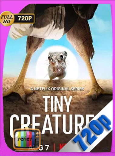 Tiny Creatures Temporada 1 Completa HD [720P] latino [GoogleDrive] DizonHD