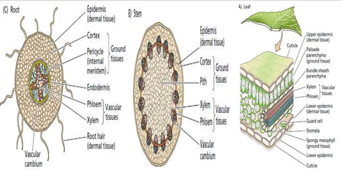 cells of the same type join together cells of the same type join together