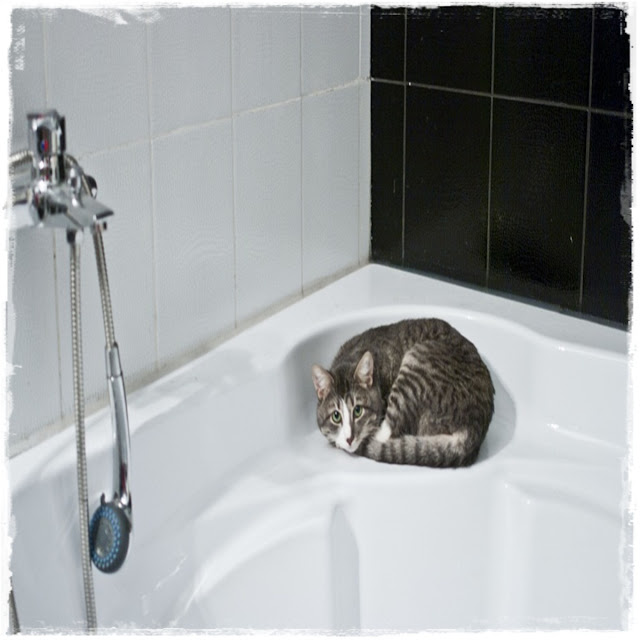 Cara Memandikan Kucing Agar Tidak Sakit cara kucing mandi - shampoo khusus - memandikan kucing