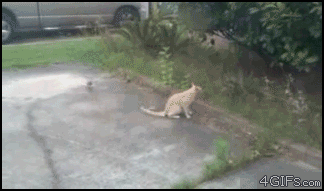 daily_gifdump_3428_18.gif