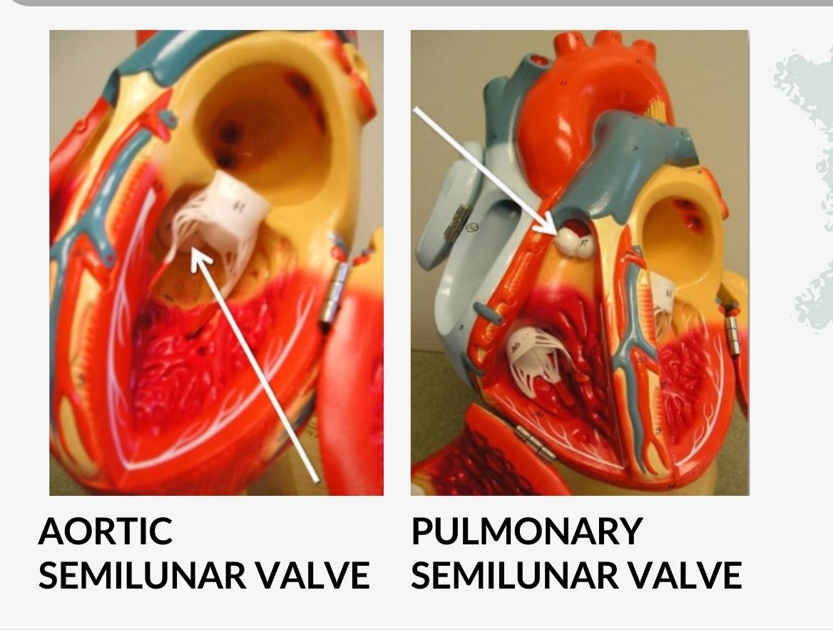 Medical anatomy, physiology &biochemistry for medical students