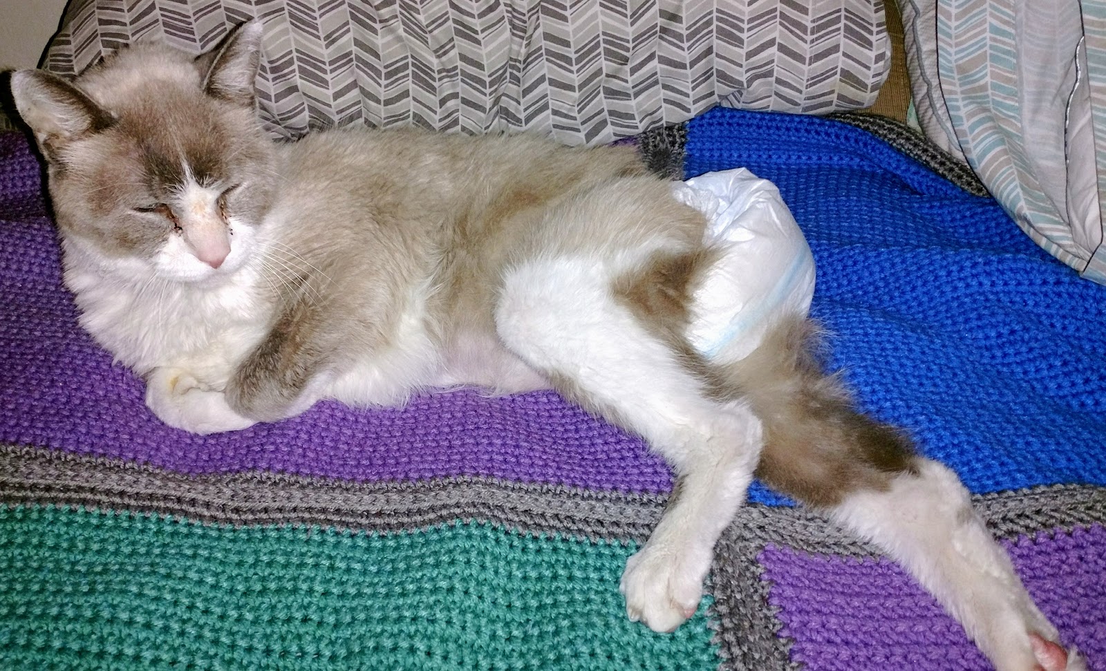 A Karabu Creation Bob and his Cat Diaper 5 Months Later