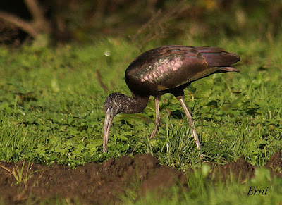 Morito (Plegadis falcinellus)