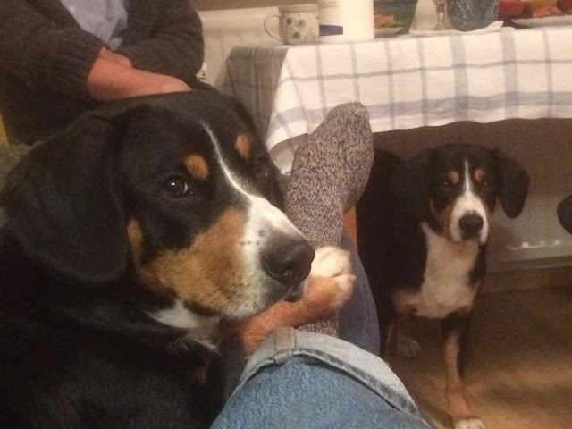 Aus dem Leben eines Entlebucher Sennenhundes 2018
