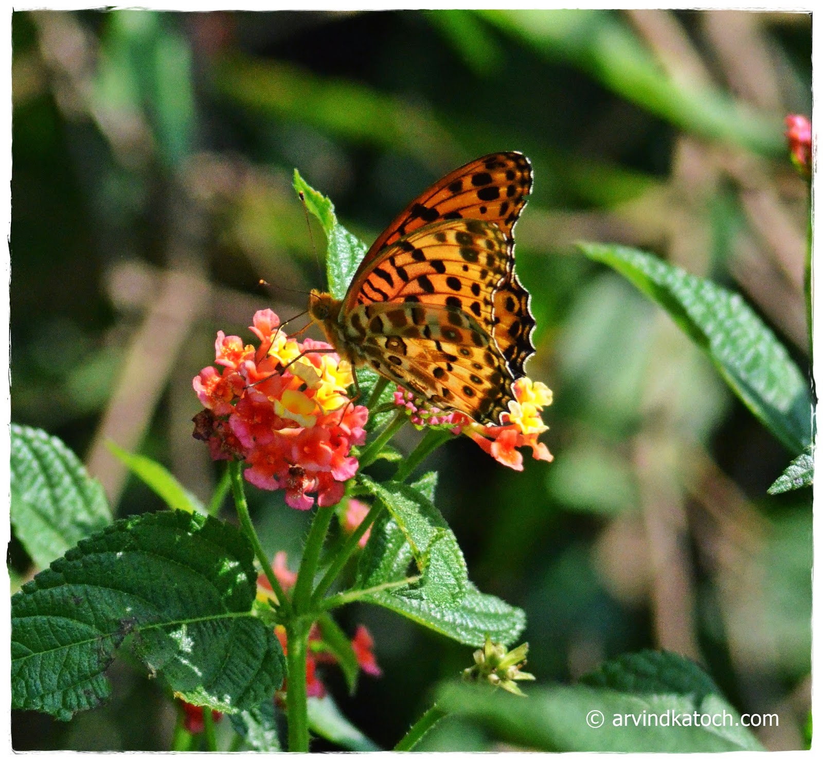 Arvind katoch photography  beautiful yellow butterfly with black dots
